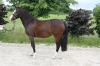 Brave Ponystute von 2006
