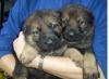 Schäferhundwelpen aus Hobbyzucht,  mit SV-Ahnentafeln