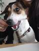 Jack Russell (Deckrüde)