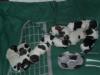 4 Shih tzu Knuffels suchen ein zu Hause ab 14.03.2010