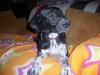 Sunny  Labbi-Pointer-Mix sucht eine Familie