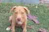 Red Nose Pitbull ( 12 wochen )
