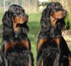 Gordon Setter Welpen VDH