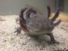 Axolotlbabys ab April abzugeben!!!