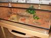 Terrarium 120x50x50 mit Bartagame,  komplett Eingerichtet.