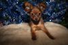 Russische Toy Terrier Welpe