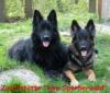 Altdeutsche Schäferhunde Wurfankündigung zum 01.04.2010