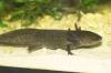 AXOLOTL!!!!!