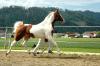 Pinto Araber Deckhengst mit 98, 44 AV Anteil (Pintabian)