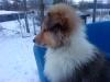 exelente collie jungs
