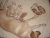 Labradorwelpen,  blond in 8 Wochen abzugeben,  gesund und bildhübsch,  FP 390, - Eur