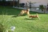 Hundesitter /  Hundebetreuung