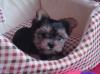 yorkshire terrier  yorki welpen