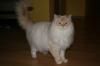 BHL Kater sucht neues liebevolles Zuhhause 