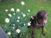 Bildhübscher,  kerngesunder,  brauner Labrador Rüde sucht Hundedame zum Decken