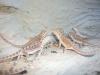 Sandfire- Chris Allen Red Nachzucht USA-Importtiere mit Papieren