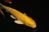 KOI YAMABUKI 65cm