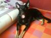 gehorsamer schw/ br. Deutscher Schäferhund 7 Monate