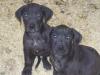Ridgeback Mix Welpen