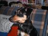 süßer kastrierte pinscher-mixrüde