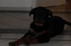 Rottweilerhündin 7Monate zu Verkaufen