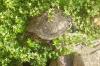 suche weibliche Schmuckschildkröten  für artgerechte Teichhaltung