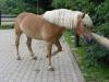 Gut ausgeb. Haflinger Stute /  Ideales Freitzeitpferd