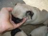 Mops Welpen