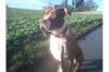 Red Nose Pitbull zu verkaufen