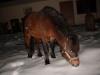 Shetlandpony