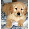 Golden Retriever Welpen zu verkaufen.