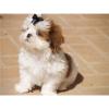 süße shih-tzu Welpen
