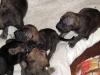Deutsche Dogge,  Welpen von Don Camillo
