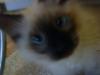 Thai- /  Maine Coon Kitten abzugeben