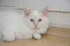 Luano,  superlieber Birma - Jungkater,  sucht dich
