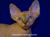 Canadian Sphynx Kitten