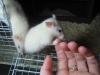 Rattenbabys Siam, 5 Wochen alt, suchen neues Zuhause