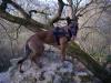 Malinois /  Belgischer Schaeferhund Welpen