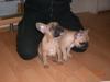 französische bulldogge