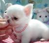 chihuahua welpen