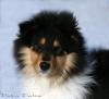kleiner collie rüde sucht........