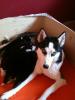 Siberian Husky Welpen geb.31.12.2009