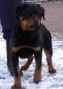Rottweilerrüde,  5 Monate mit VDH/ ADRK-Papieren