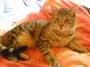 Kater  Caspar  ca. 2 Jahre, verschmust, stubenrein, norwegische Waldkatze Muster