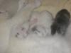Scottish Fold und BKH Kitten