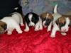 mini-jack-russel shi-tsu welpen