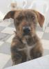 Scooby eilt um HILFE!!!!
