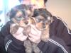 süße Yorkshire Terrier Wepen, mit Papieren, golddust spalter, 1Rüde und 1Hündin!