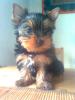 Reinrassiger Yorkshire Terrier Welpe,  Rüde,  ohne Papiere 