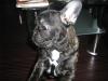 französische bulldogge